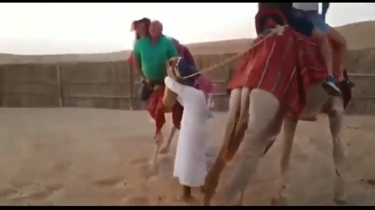 Internet - Camel Riding Fail | Download HD video clip on | Vlipsy