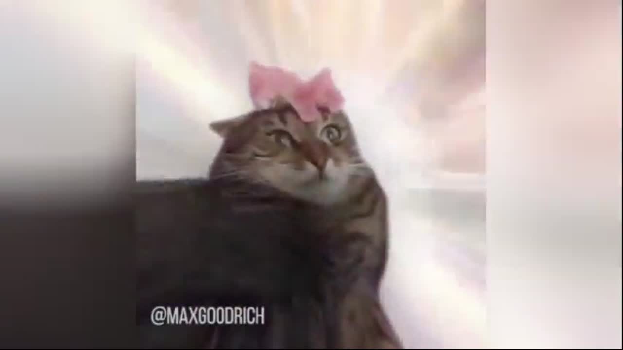 Vine The Prophecy Is True Download Hd Video Clip On Vlipsy