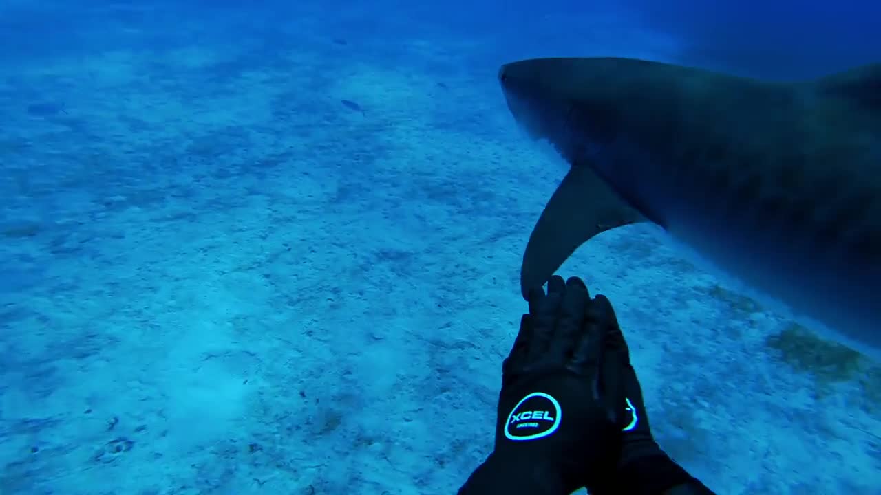 Tiger Gopro GoPro - Diving With a Tiger Shark | Download HD video clip on | Vlipsy