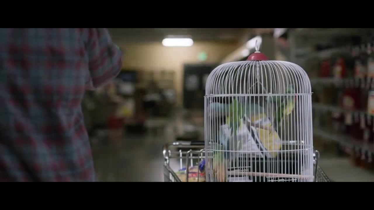 Bird Box - There's something wrong | Download HD video clip on | Vlipsy