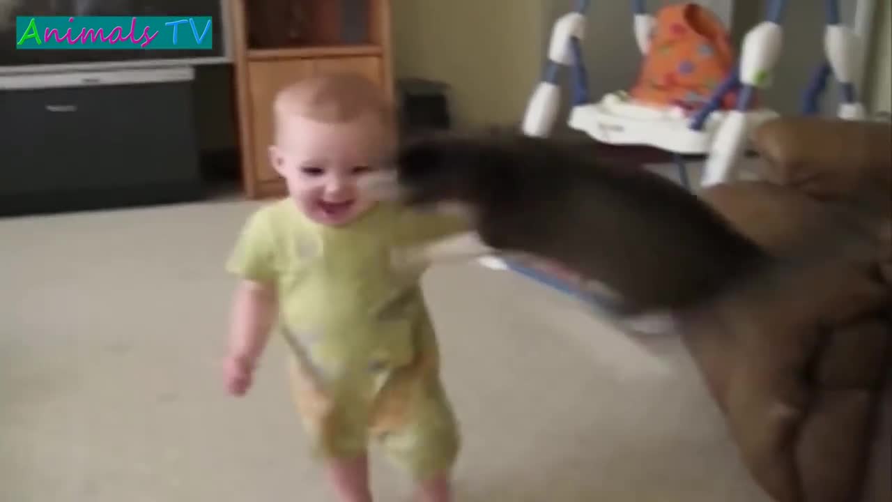 Animals Tv Sneak Attack Cat Find Clips On Vlipsy