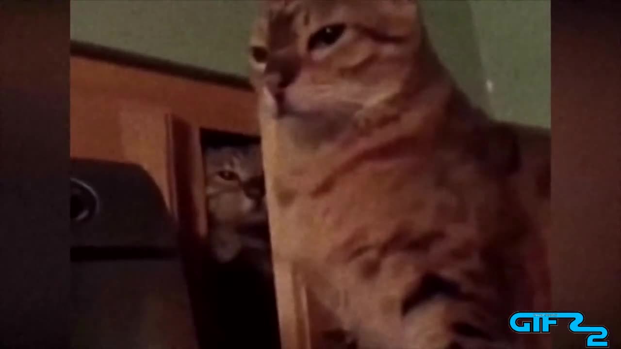 Gif With Sound 2 Cat Sneak Attack Download Hd Video Clip On Vlipsy